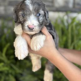 Louis - Merle male Double Doodle puppy in Millersburg, Ohio from T Sanctum