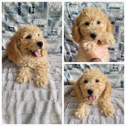 Boy 4 - Cream male Goldendoodle puppy in Plymouth, Utah from Country Sunshine