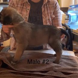 Male 2 - Fawn male Anatolian Shepherd Dog puppy in Daggett, Michigan from T&S Anatolians