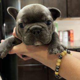 French Bulldog Puppies from Nicole's French Bulldogs