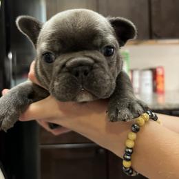 French Bulldog Puppies from Nicole's French Bulldogs