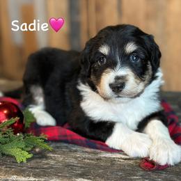 Sadie - Black tri-color female Aussiedoodle puppy in Lancaster, Minnesota from Finney Ranch