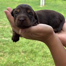 Tootsie - Chocolate and tan female Dachshund puppy in Charlotte County, Florida from Doxie Den