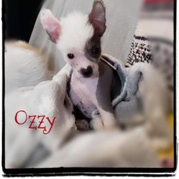 Chihuahua and Chinese Crested Puppies from Western Kentucky Chihuahua’s and Chinese Crested’s