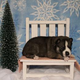 Orange - Black and white female Siberian Husky puppy in York, Pennsylvania from Spalla Pups