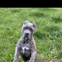 Girl 2 - Chestnut brindle female Cane Corso puppy in Olympia, Washington from Grayling Dawn Cane Corso