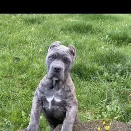 Girl 2 - Chestnut brindle female Cane Corso puppy in Olympia, Washington from Grayling Dawn Cane Corso