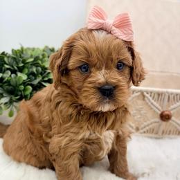 Posey - Red female Cavapoo puppy in Melissa, Texas from Southern Love Cavapoos & Maltipoos