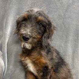 Goldendoodle puppies from Card Family Ranch