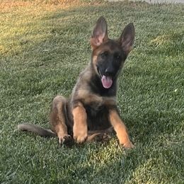 Daisy Mae - Sable female German Shepherd puppy in Whitewater, California from Vom Haus Metzler Shepherds