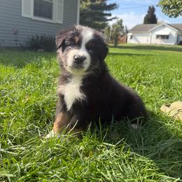 Kanga - Black tri-color female Australian Shepherd puppy in Caro, Michigan from White Tail Australian Shepherds