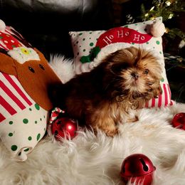 Kaleb - Chocolate and tan male Shih Tzu puppy in Center Point, Iowa from Puppies in a Box Shih tzus