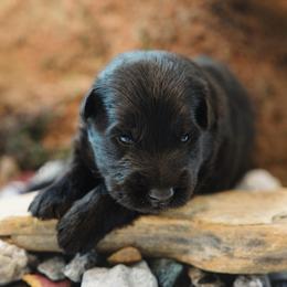 Onyx - Black male German Shepherd puppy in Windsor, South Carolina from Sinister Shepherds