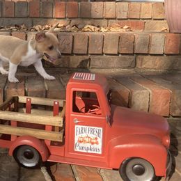 Blue fawn female 3 blanket back - Blue fawn and white female Teddy Roosevelt Terrier puppy in Russellville, Kentucky from Mud-E Acres Kennel