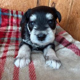 Kodiak -Yellow - Black and silver female Miniature Schnauzer puppy in Wheeler, Wisconsin from Sue’s Miniature Schnauzers