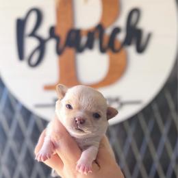 Brielle - Cream and white female Chihuahua puppy in Harrison, Michigan from Cloud9 Chihuahuas