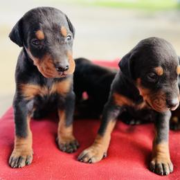 Dior - Black and rust female Doberman Pinscher puppy in Winchester, Ohio from 32 Farms
