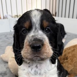 Boy 5 - male English Springer Spaniel puppy in Fort Collins, Colorado from Indy Star Springers