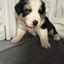 Boy 1-Black Body with Blue Merle legs and small patches - Blue merle male Australian Shepherd puppy in Mayfield, Kentucky from Hamilton Farms