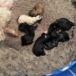 Shih Tzu puppies from The 🐾 Tang Clan Chronicle & Nursery