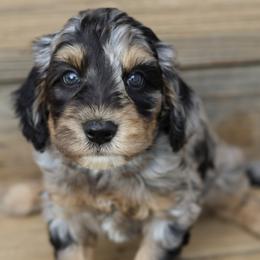 Aussiedoodle and Cavapoo Puppies from Blue Diamond Puppies