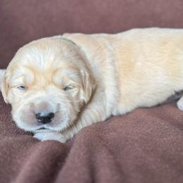 Green Boy - Light golden male Golden Retriever puppy in Scio, Oregon from Stackhouse Family Farm