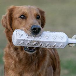 Golden Retrievers from Running J’s Kennel