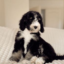 Doe - Phantom female Bernedoodle puppy in Maricopa, Arizona from Desert Ridge Doodles