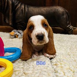BB6 - Red and white male Basset Hound puppy in Britton, South Dakota from K&S Canines