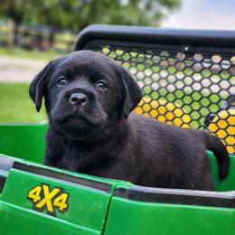 Boy 4-Red - Black male Labrador Retriever puppy in Saunemin, Illinois from Shooting Star Labs