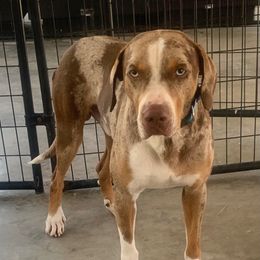 Gunner - Catahoula Leopard Dog
