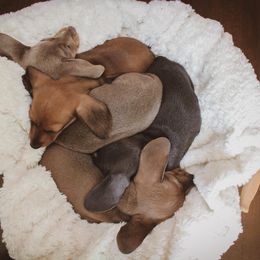Dachshund Puppies from Hoosier Little Wieners