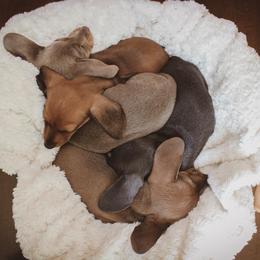 Dachshund Puppies from Hoosier Little Wieners
