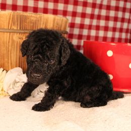 Bagel - Silver male Poodle puppy in Peyton, Co, Usa, Colorado from Peyton Poodles