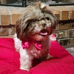 Poppy - Shih Tzu