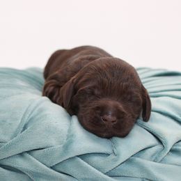 Sahara - Chocolate female Australian Cobberdog puppy in Bellingham, Minnesota from Whispering Prairie Australian Cobberdog
