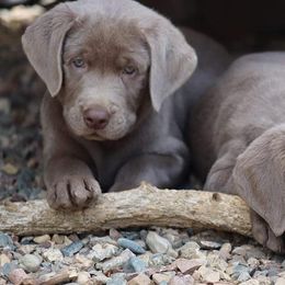 Labrador Retriever Puppies from Jungle Lake Labrador Lodge
