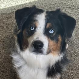 Banks - Blue merle male Miniature Australian Shepherd puppy in Kim, Colorado from KNJ Aussies