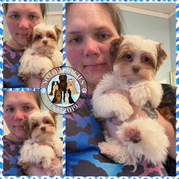 Love Bug - Chocolate, tan and white male Yorkshire Terrier puppy in London, Kentucky from Soto Yorkies