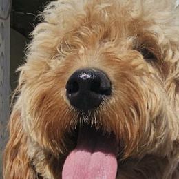 Maizy - Goldendoodle