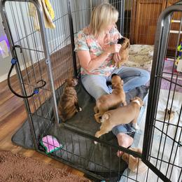 Boxer Puppies from Lando Boxers
