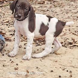 German Shorthaired Pointer Puppies from Jenny Ridge Kennels