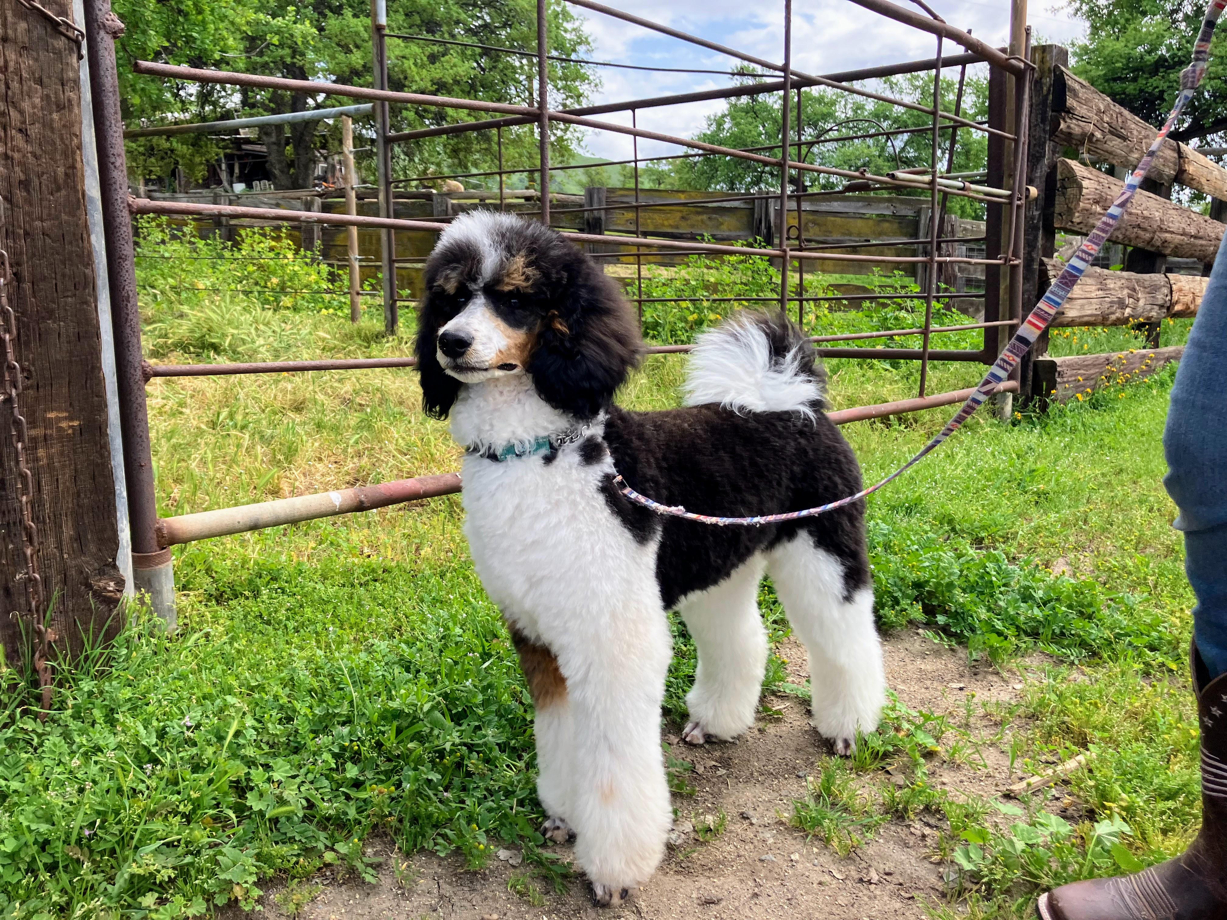 Tucker