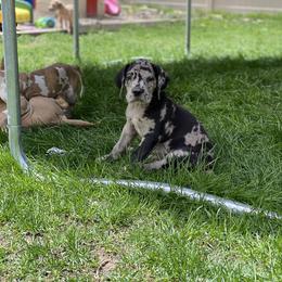 Great Dane Puppies from Starlight Danes