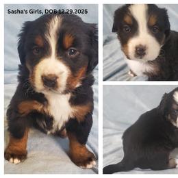 Spot 3 Females - Black rust and white female Bernese Mountain Dog puppy in Nicholson, Georgia from Bernese Mountain Dogs of Pony Trail Farm