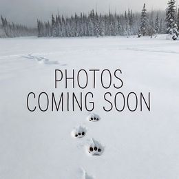 GREEN - White male Samoyed puppy in San Antonio, Texas from Hill Country Samoyeds