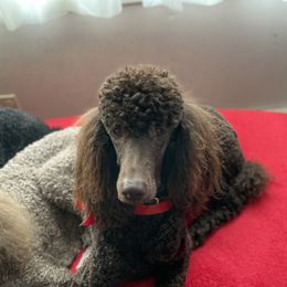 Poodles from Sweet Standards