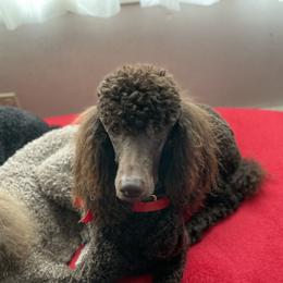 Poodles from Sweet Standards