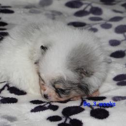 Bo - Blue merle male Pomeranian puppy in Dillon, Montana from Medicine Lodge Poms LLC
