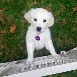 Golden Retriever Puppies from Dandelion Meadows Farm
